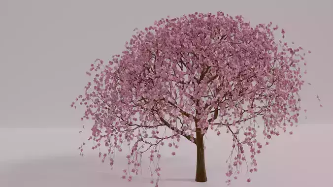 Beautiful Cherry Blossom Tree 3D Model 3D model