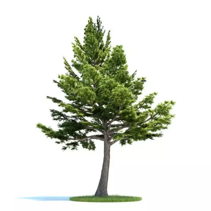 Textured Plant Cedrus Libani 3D model_0