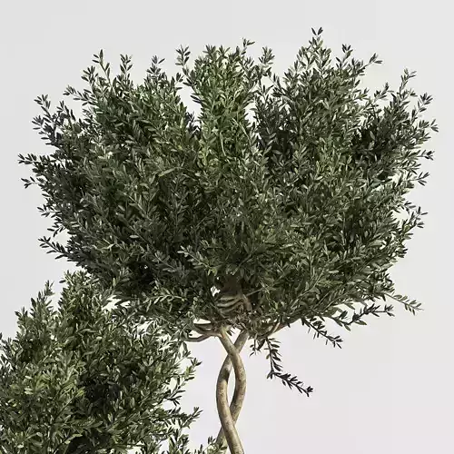 plant outdoor with concrete   Leaf