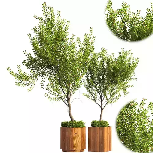 plant outdoor set 04