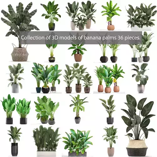 Collection of 3D models of banana palms 36 pieces