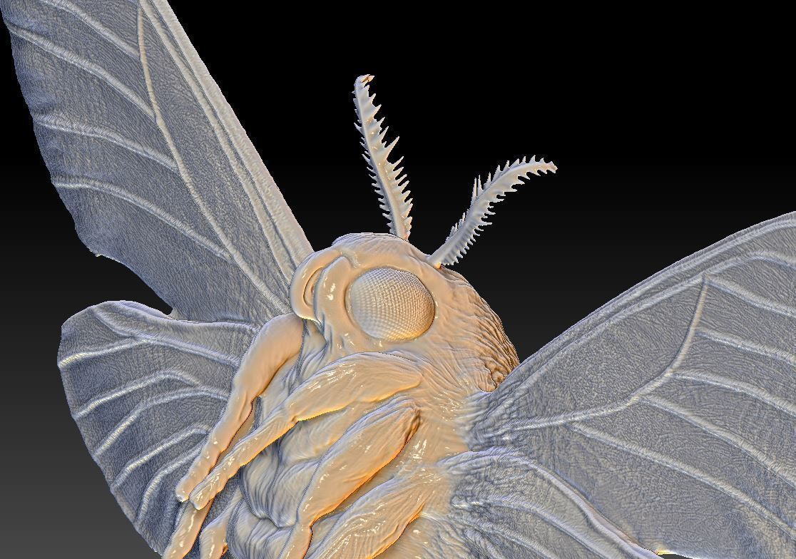 Night butterfly moth 3D print model_4