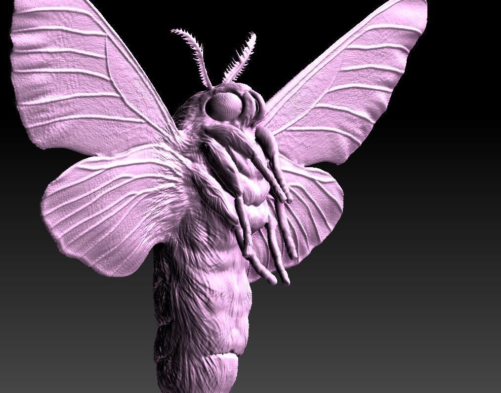 Night butterfly moth 3D print model_1