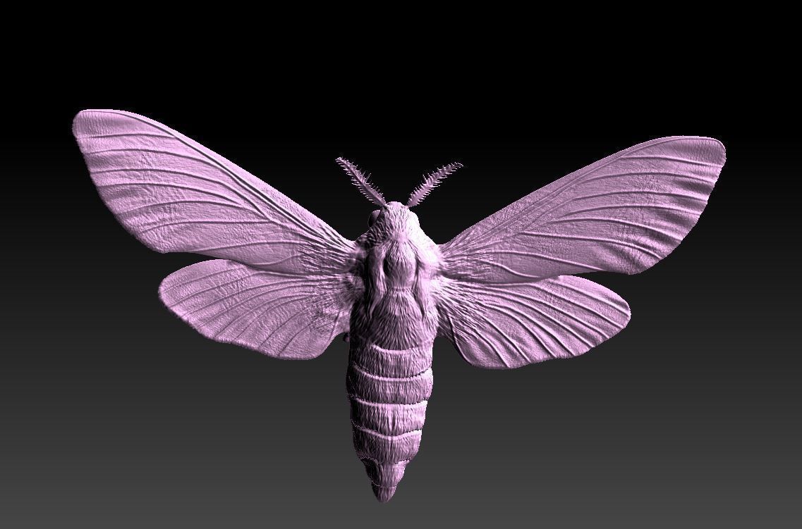 Night butterfly moth 3D print model_2
