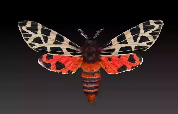 Night butterfly moth 3D print model
