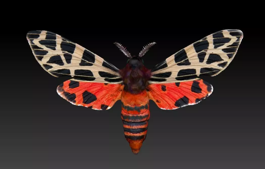 Night butterfly moth 3D print model_0
