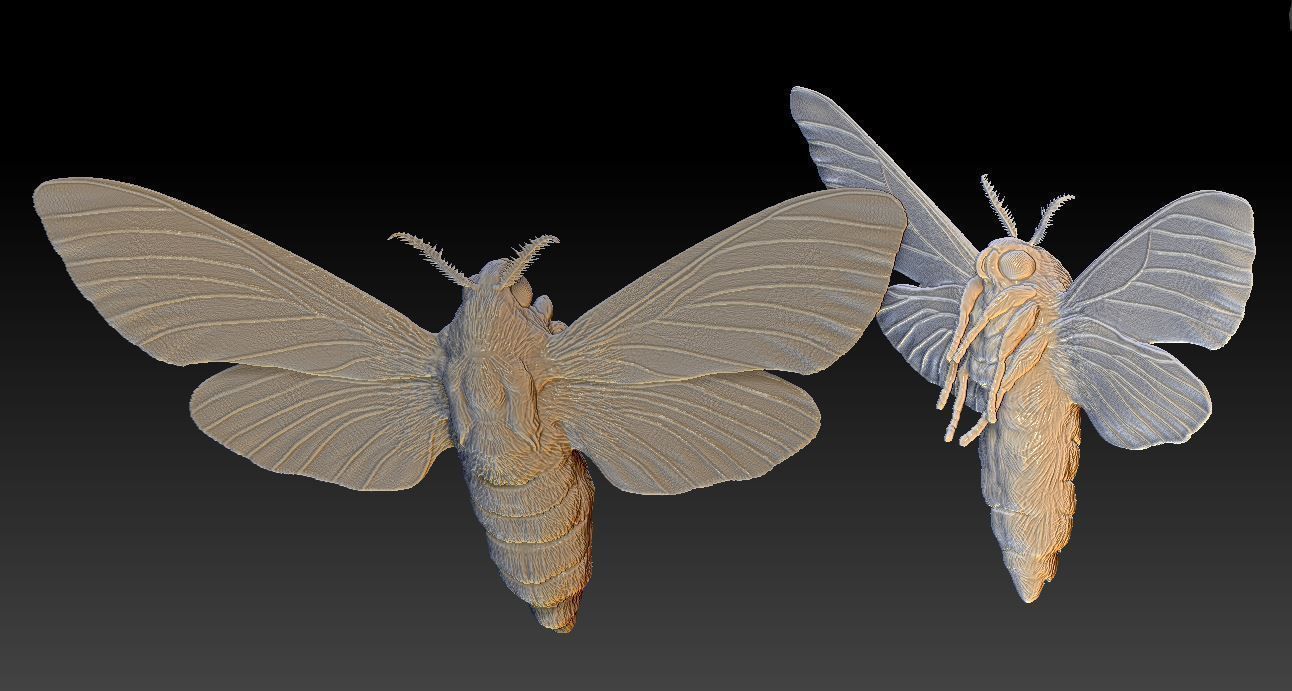 Night butterfly moth 3D print model_5