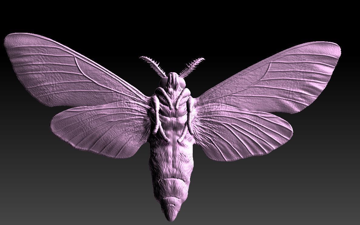 Night butterfly moth 3D print model_3