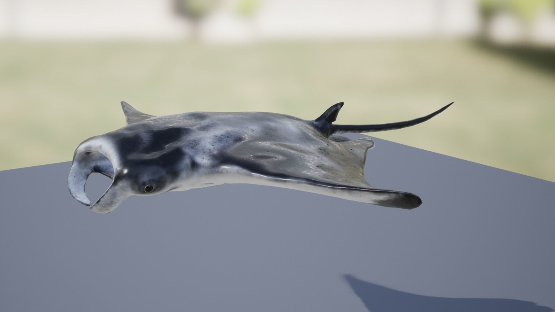 Manta Ray Low-poly 3D model_10