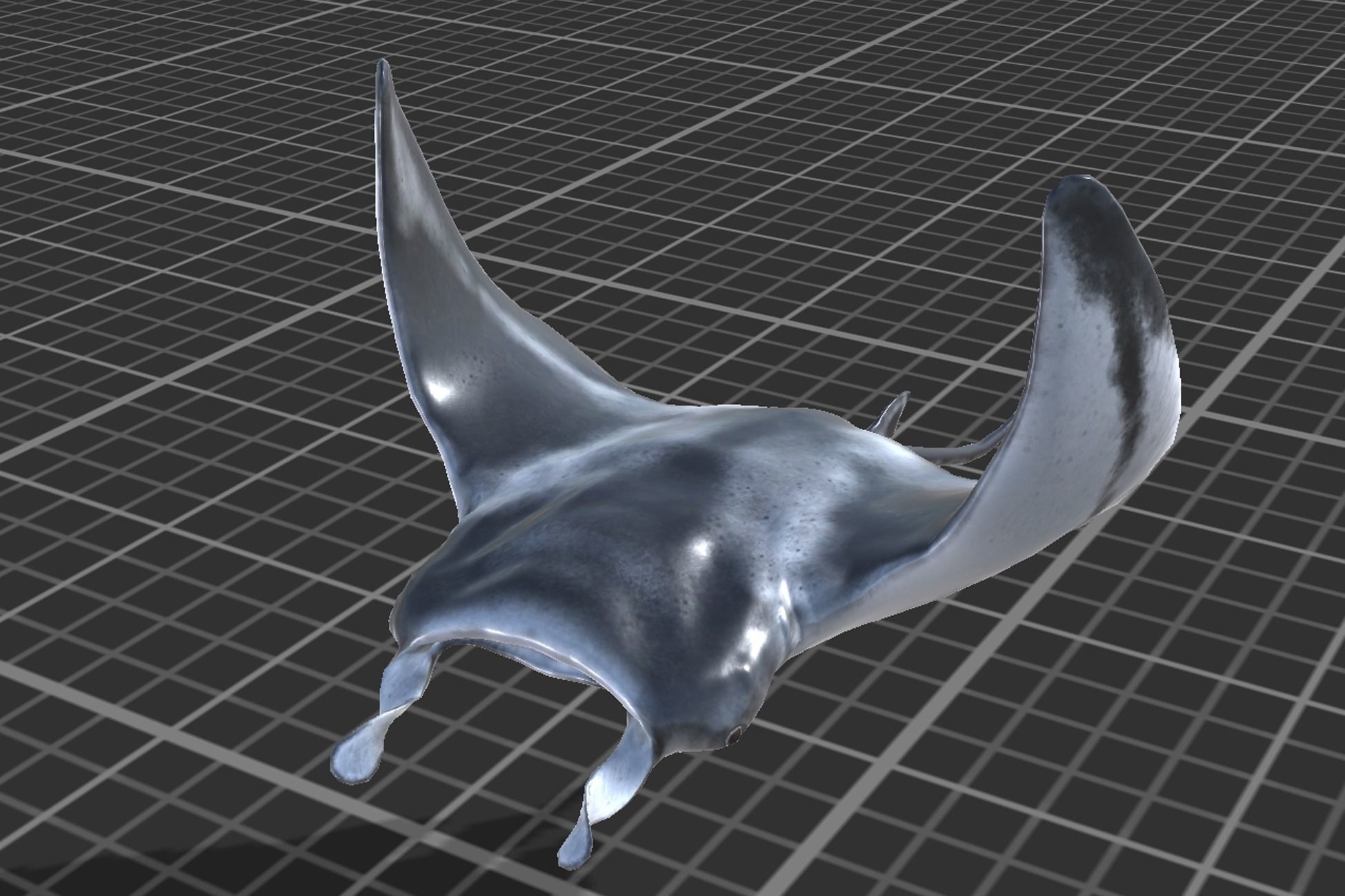 Manta Ray Low-poly 3D model_8
