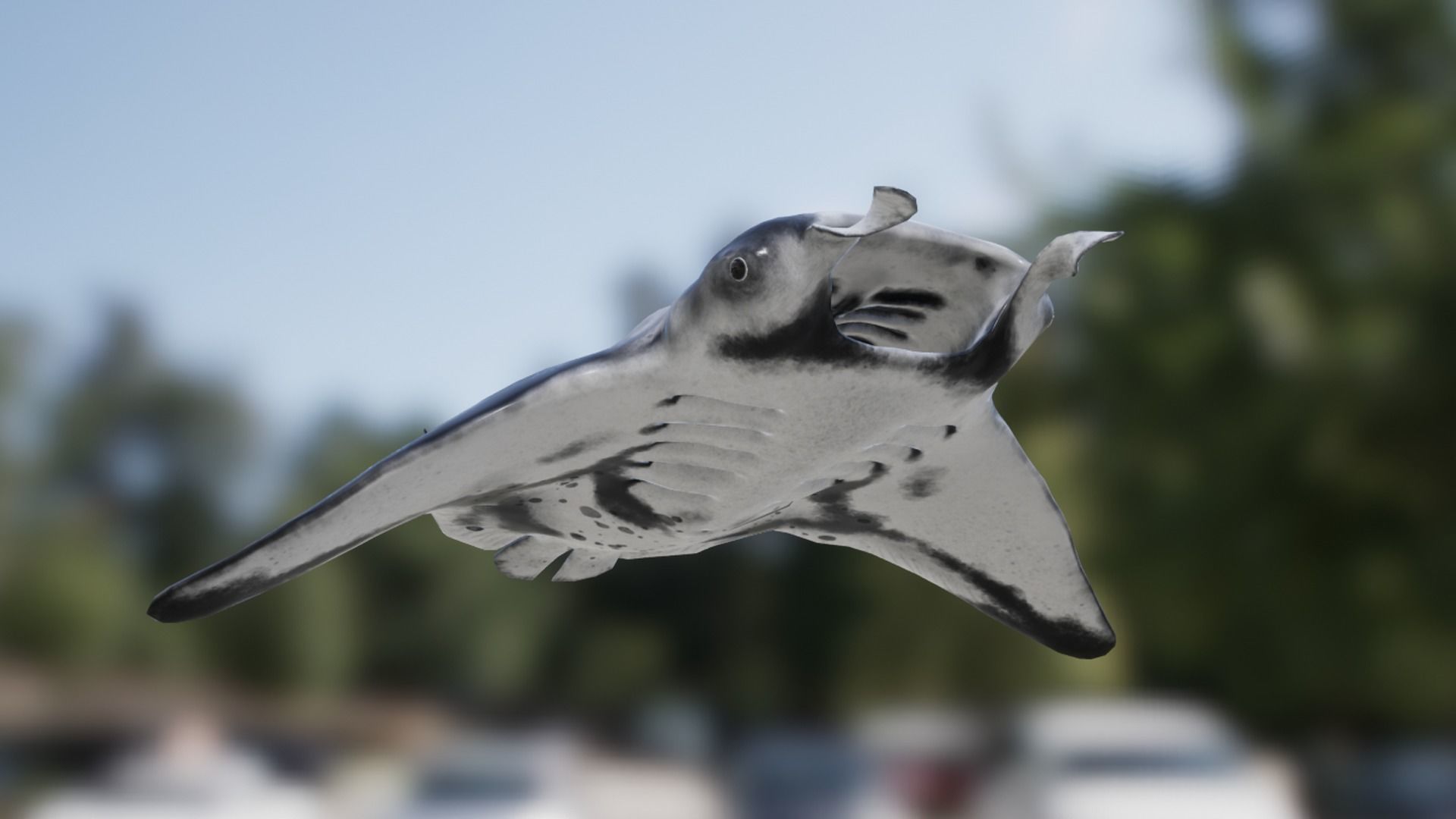 Manta Ray Low-poly 3D model_13
