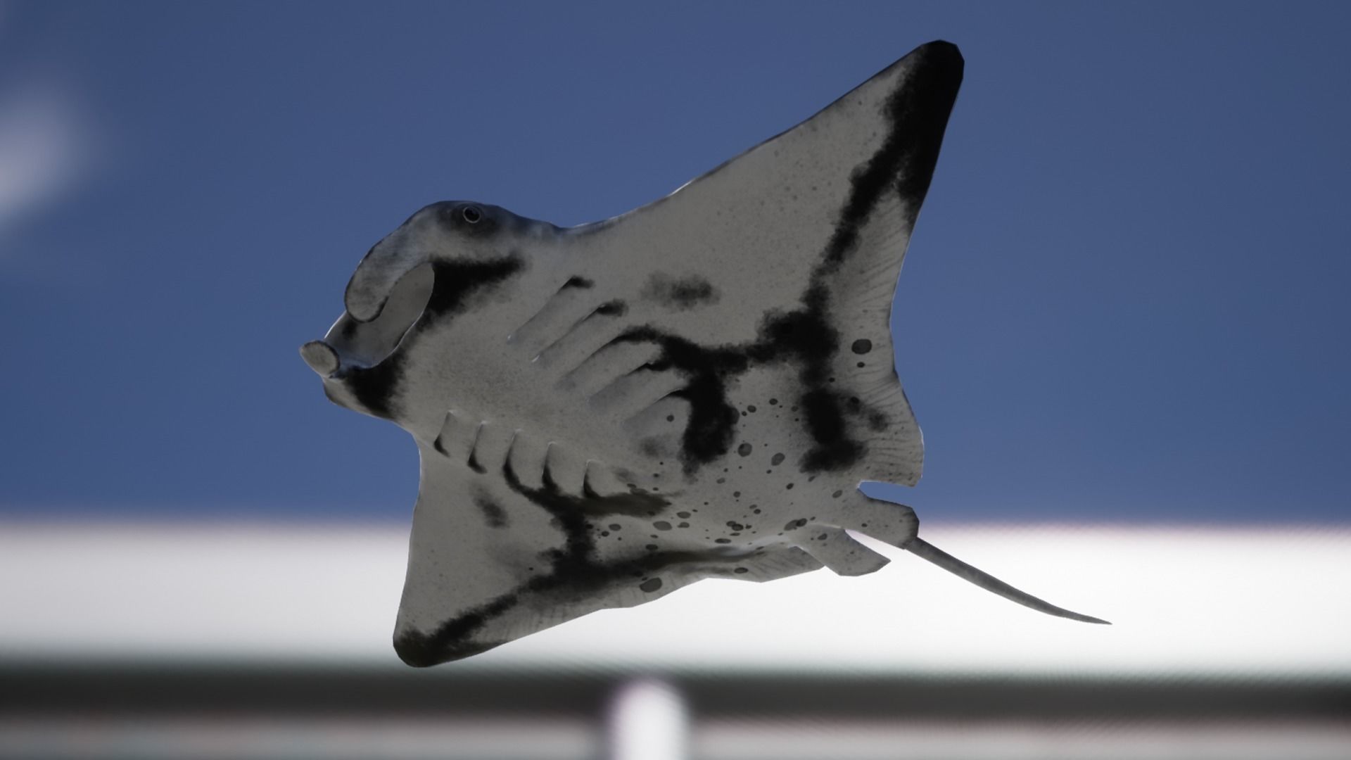 Manta Ray Low-poly 3D model_12