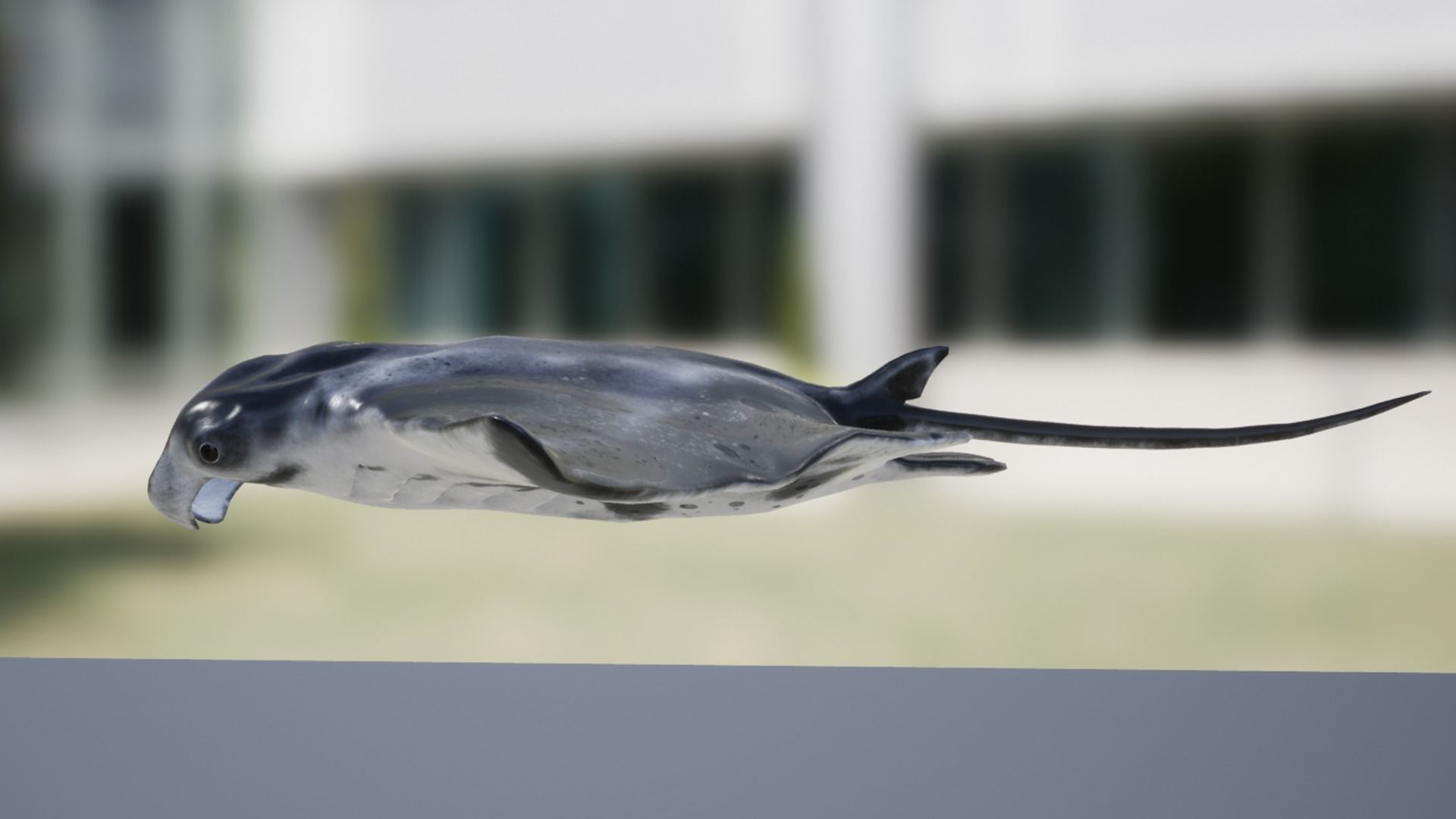 Manta Ray Low-poly 3D model_9