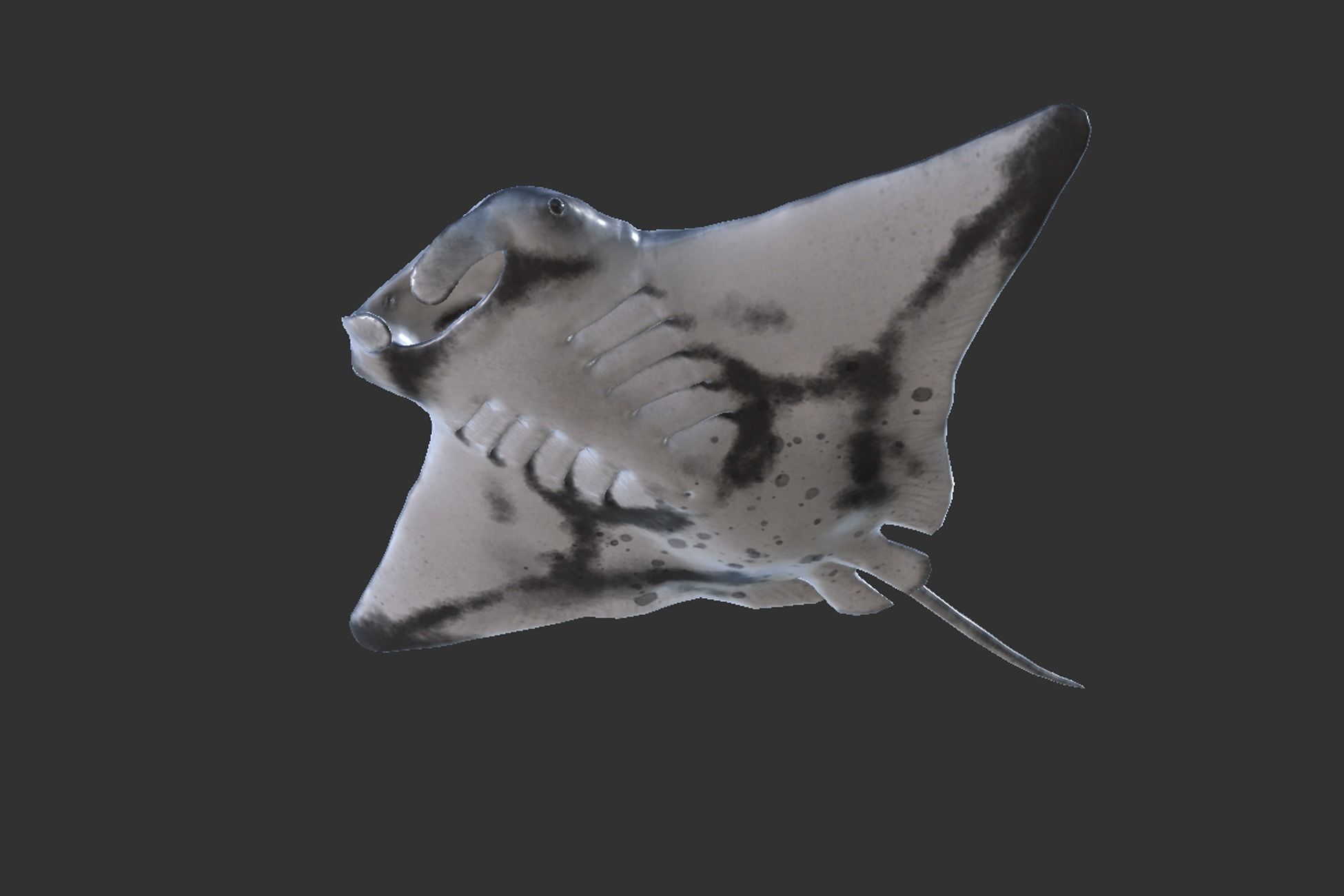 Manta Ray Low-poly 3D model_6