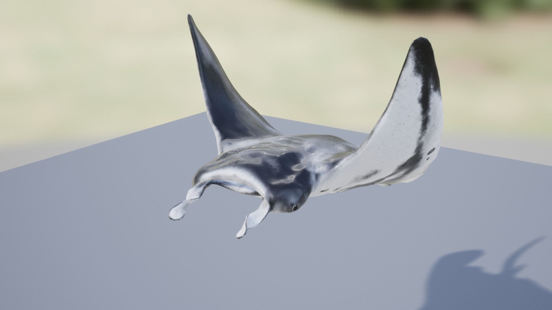 Manta Ray Low-poly 3D model_14