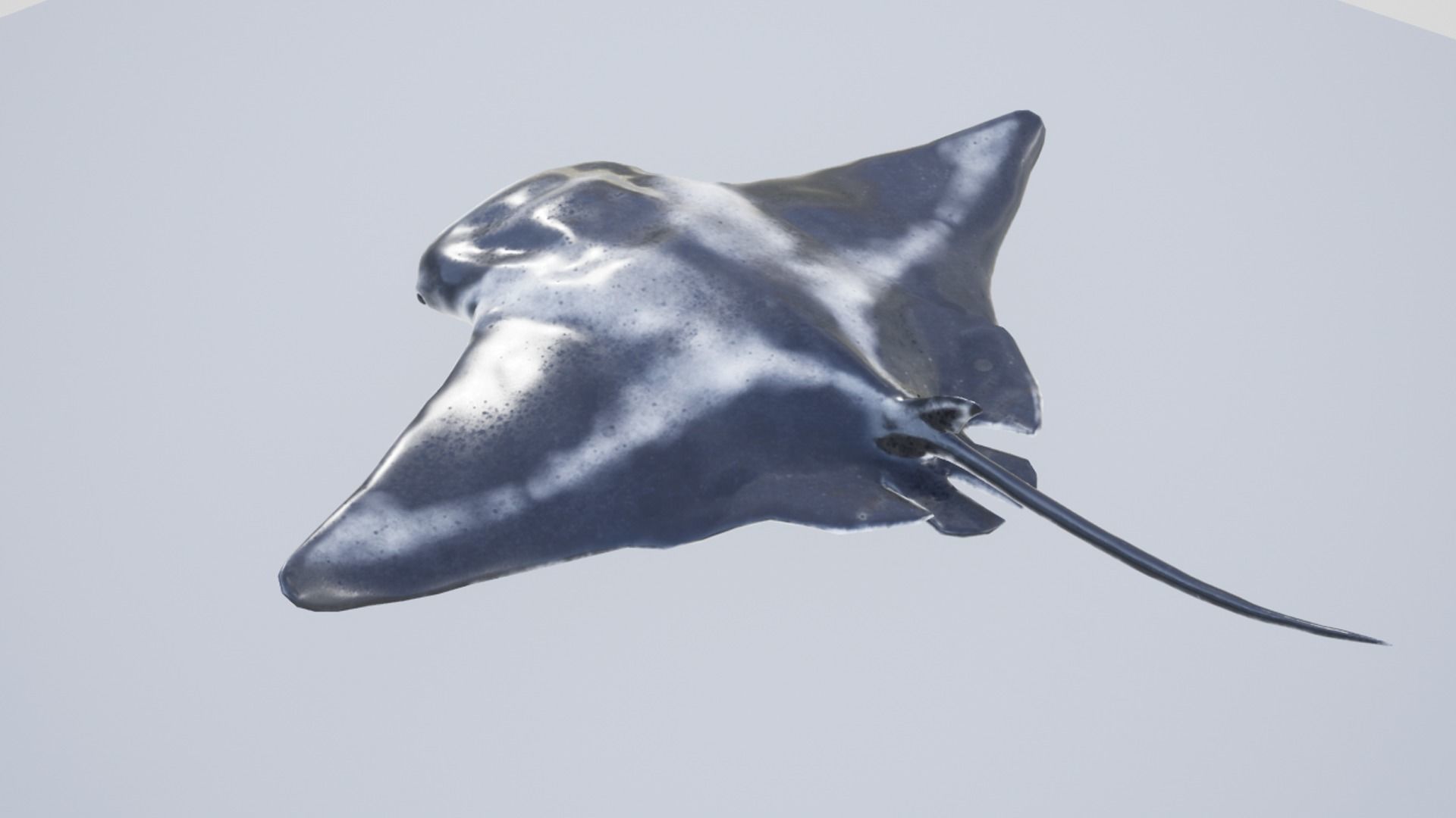 Manta Ray Low-poly 3D model_11