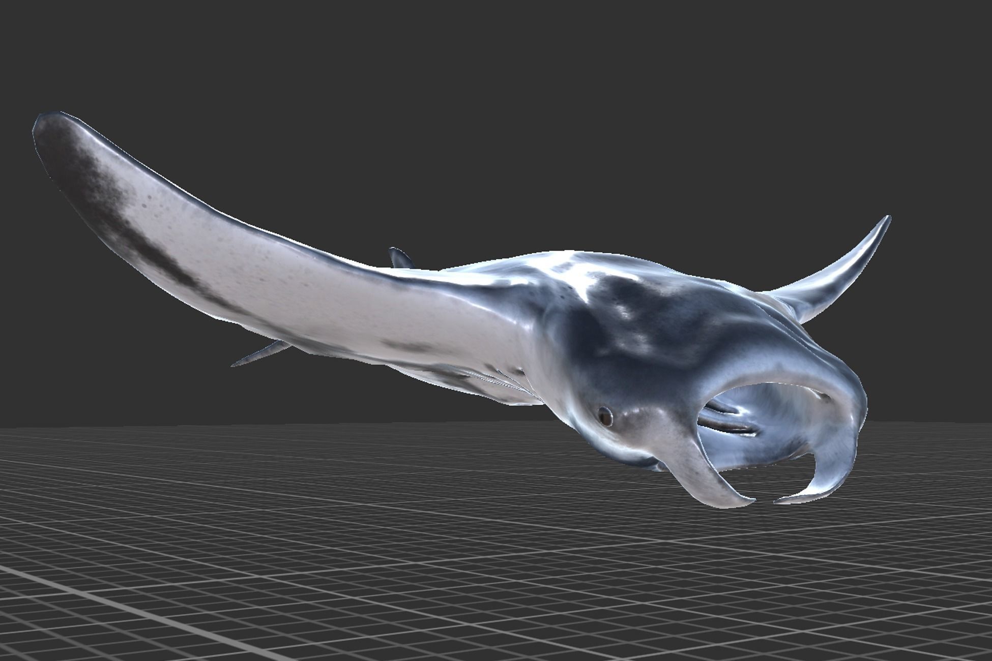 Manta Ray Low-poly 3D model_7