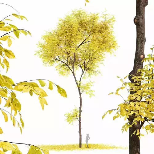 Real Tree Ulmus changii Fall 3D model