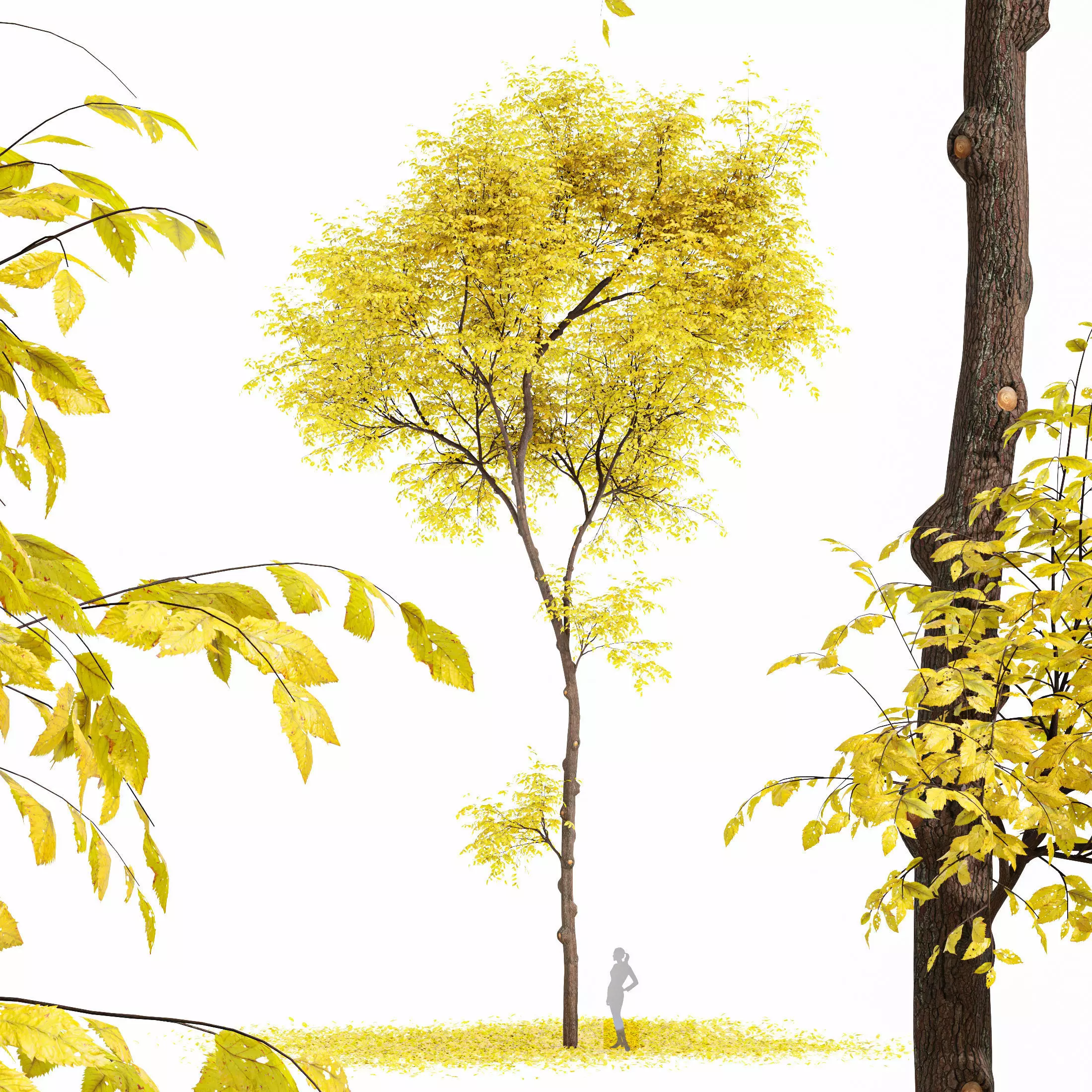 Real Tree Ulmus changii Fall 3D model_0