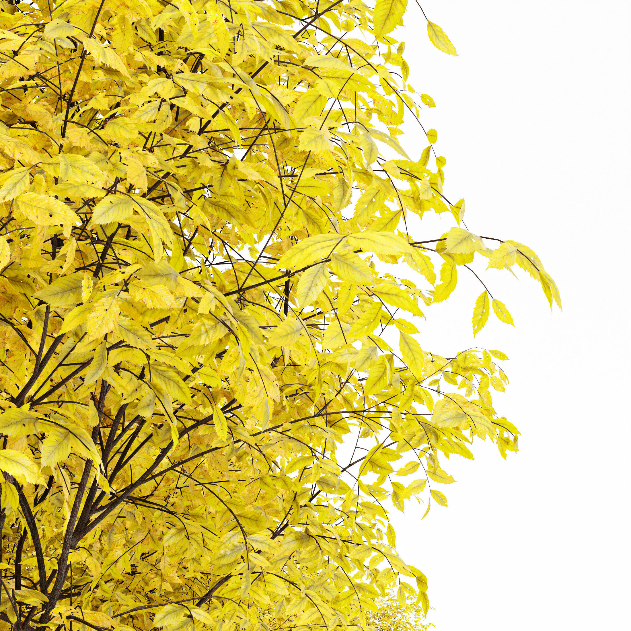 Real Tree Ulmus changii Fall 3D model_1