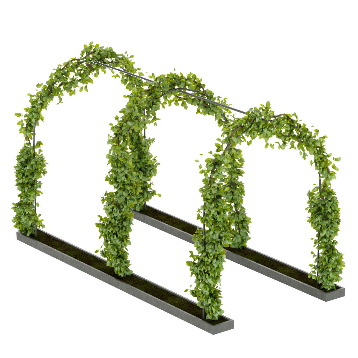 Collection plant vol 269 -Fitowall - garden - ertical 3D model_2