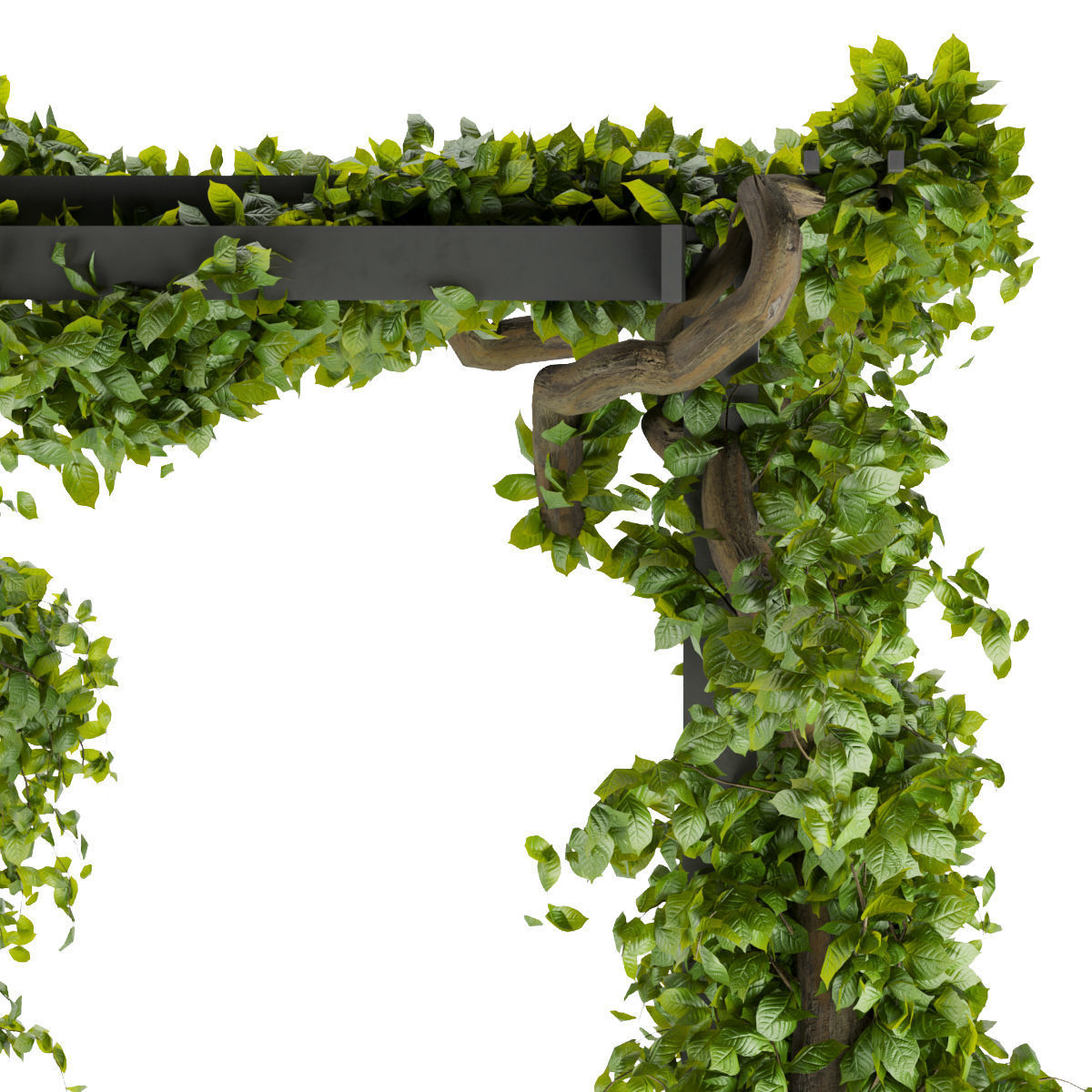 Collection plant vol 269 -Fitowall - garden - ertical 3D model_5