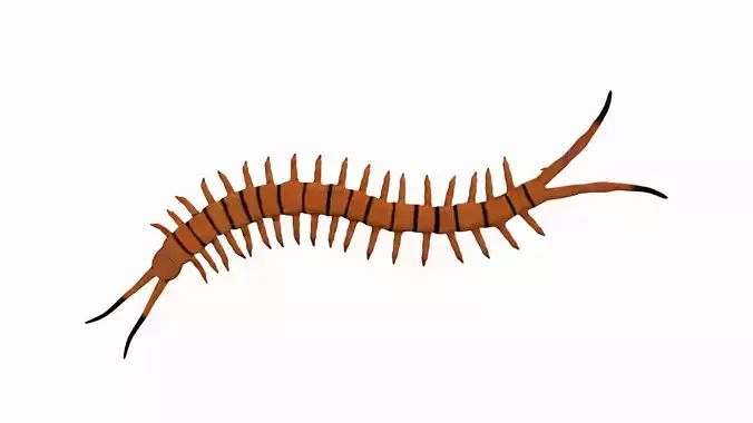 centipede
