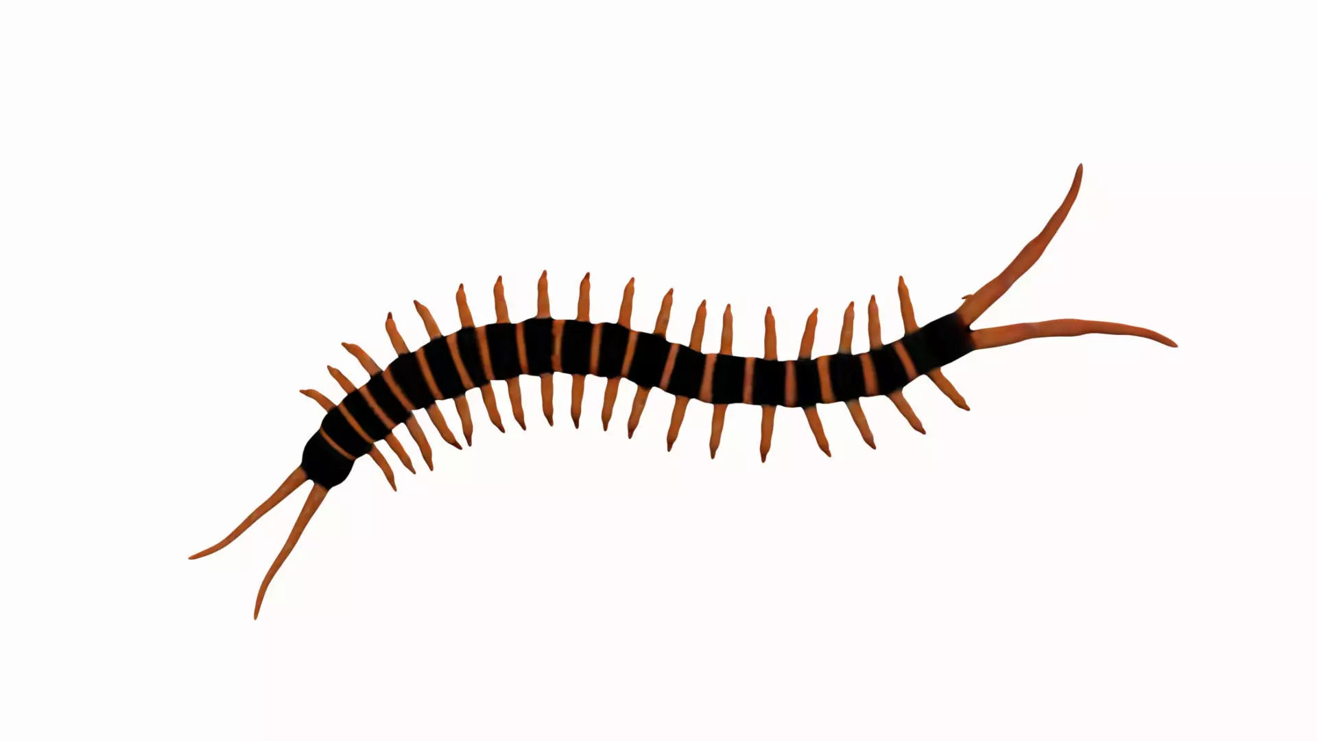 centipede Low-poly 3D model