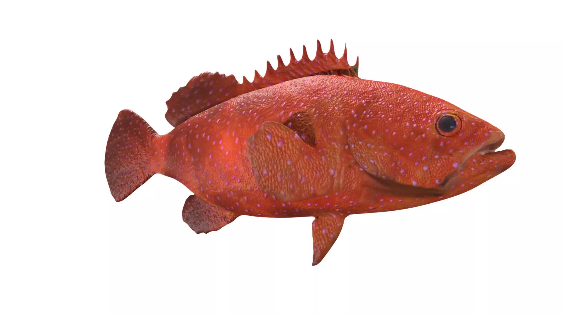 grouper fish Low-poly 3D model_0