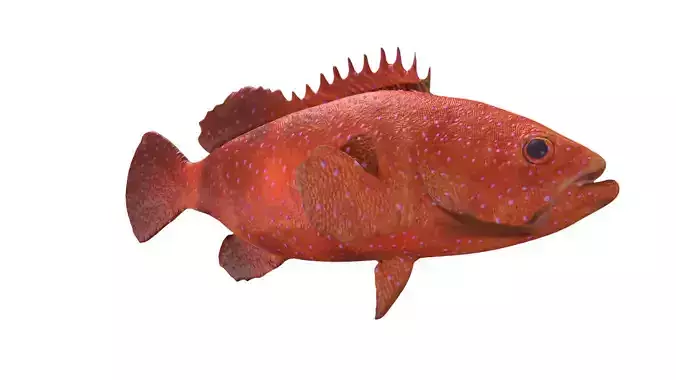 grouper fish Low-poly 3D model