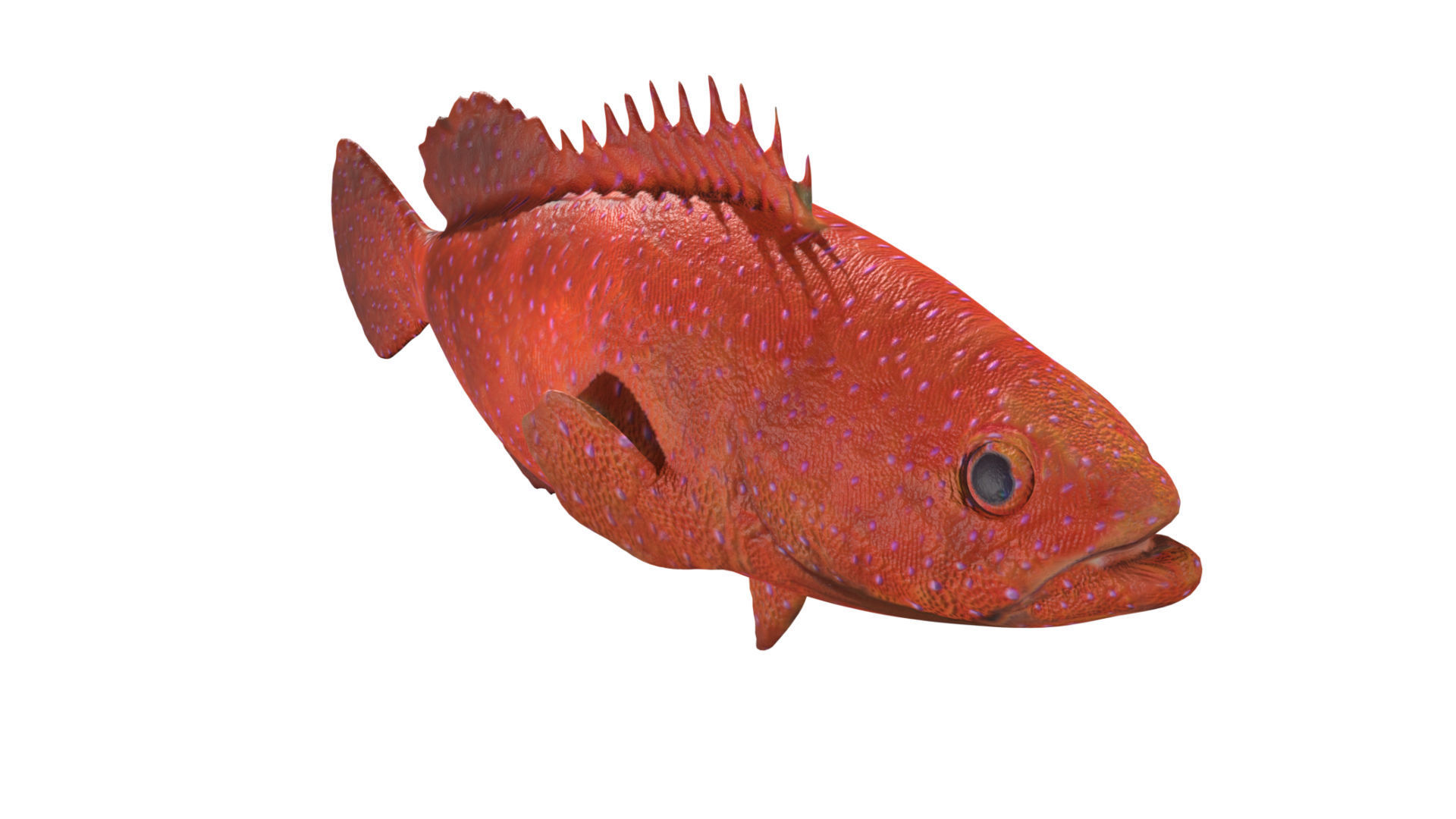 grouper fish Low-poly 3D model_3