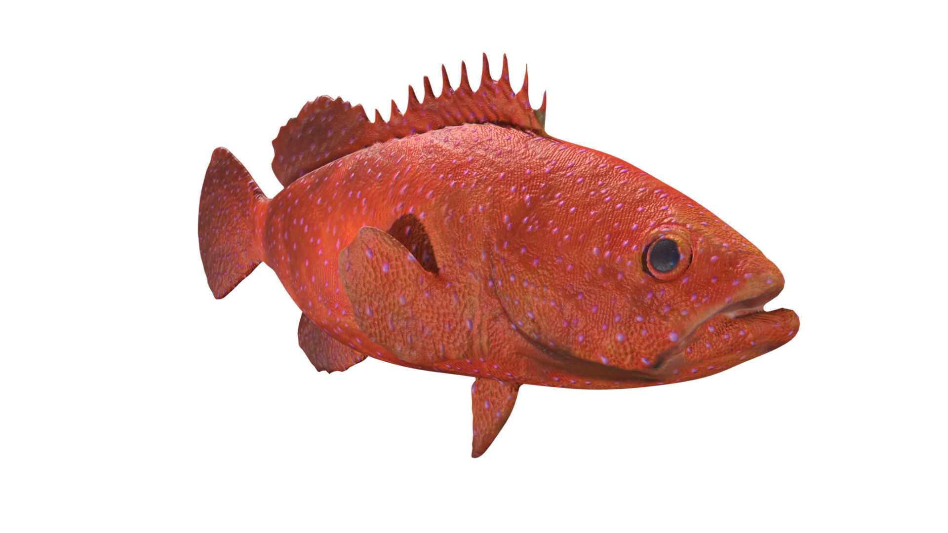 grouper fish Low-poly 3D model_1