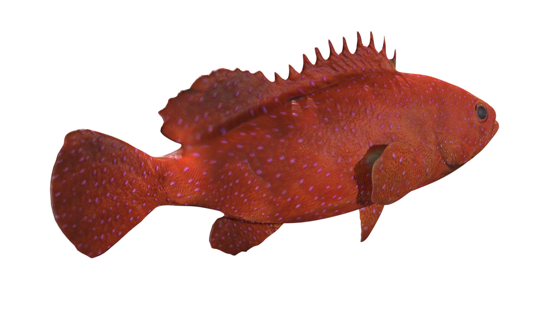 grouper fish Low-poly 3D model_4