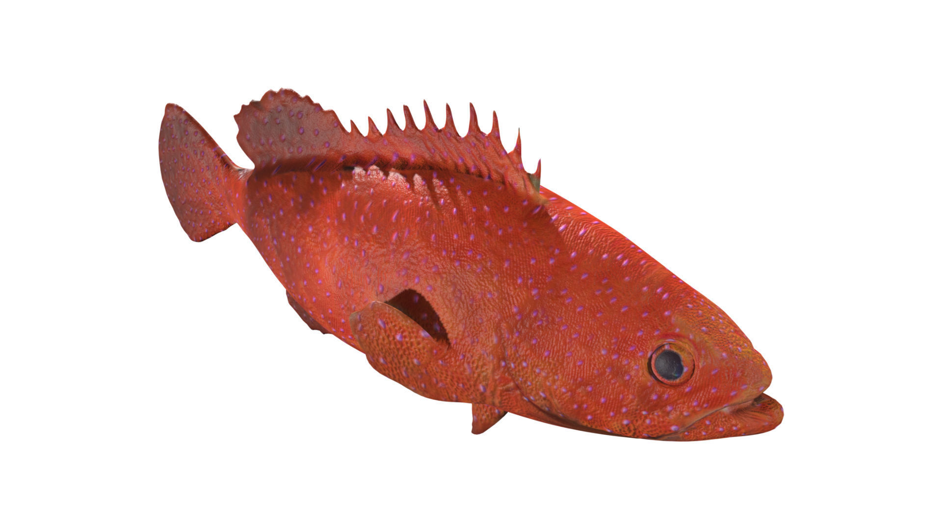 grouper fish Low-poly 3D model_6