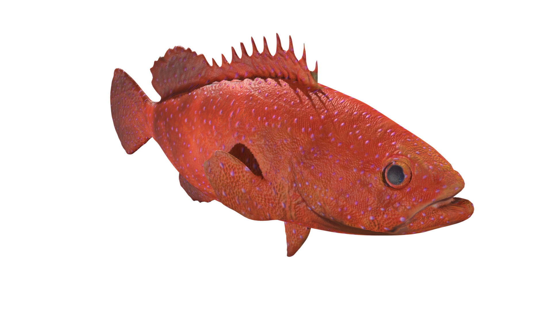 grouper fish Low-poly 3D model_5