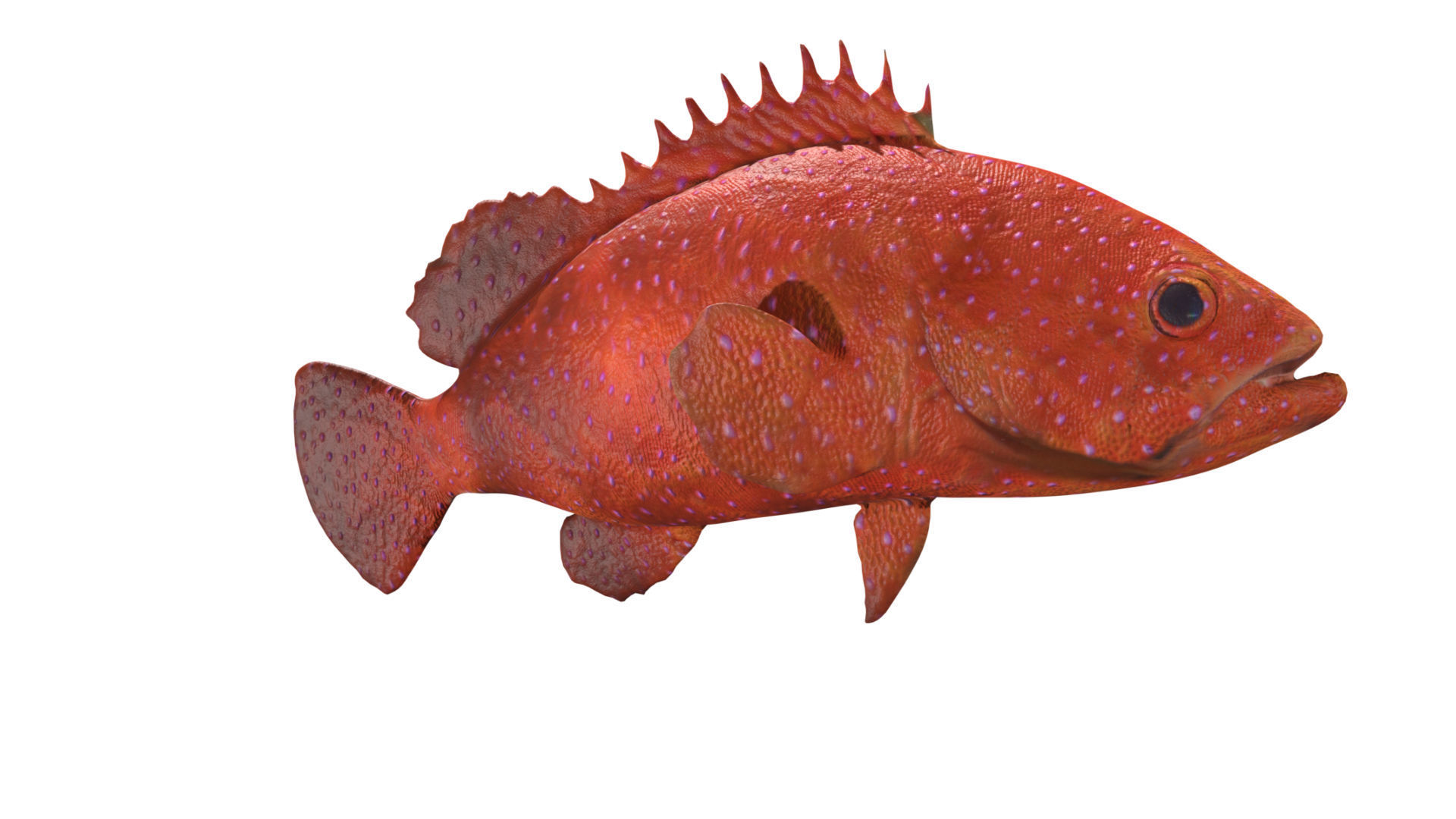 grouper fish Low-poly 3D model_2
