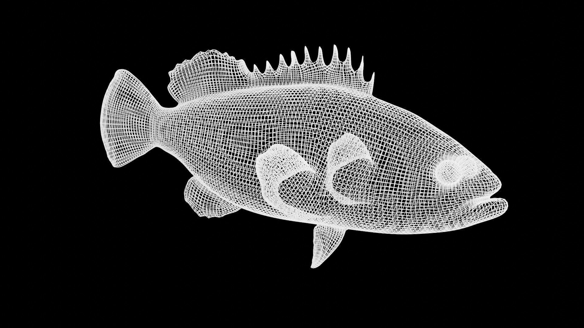 grouper fish Low-poly 3D model_8