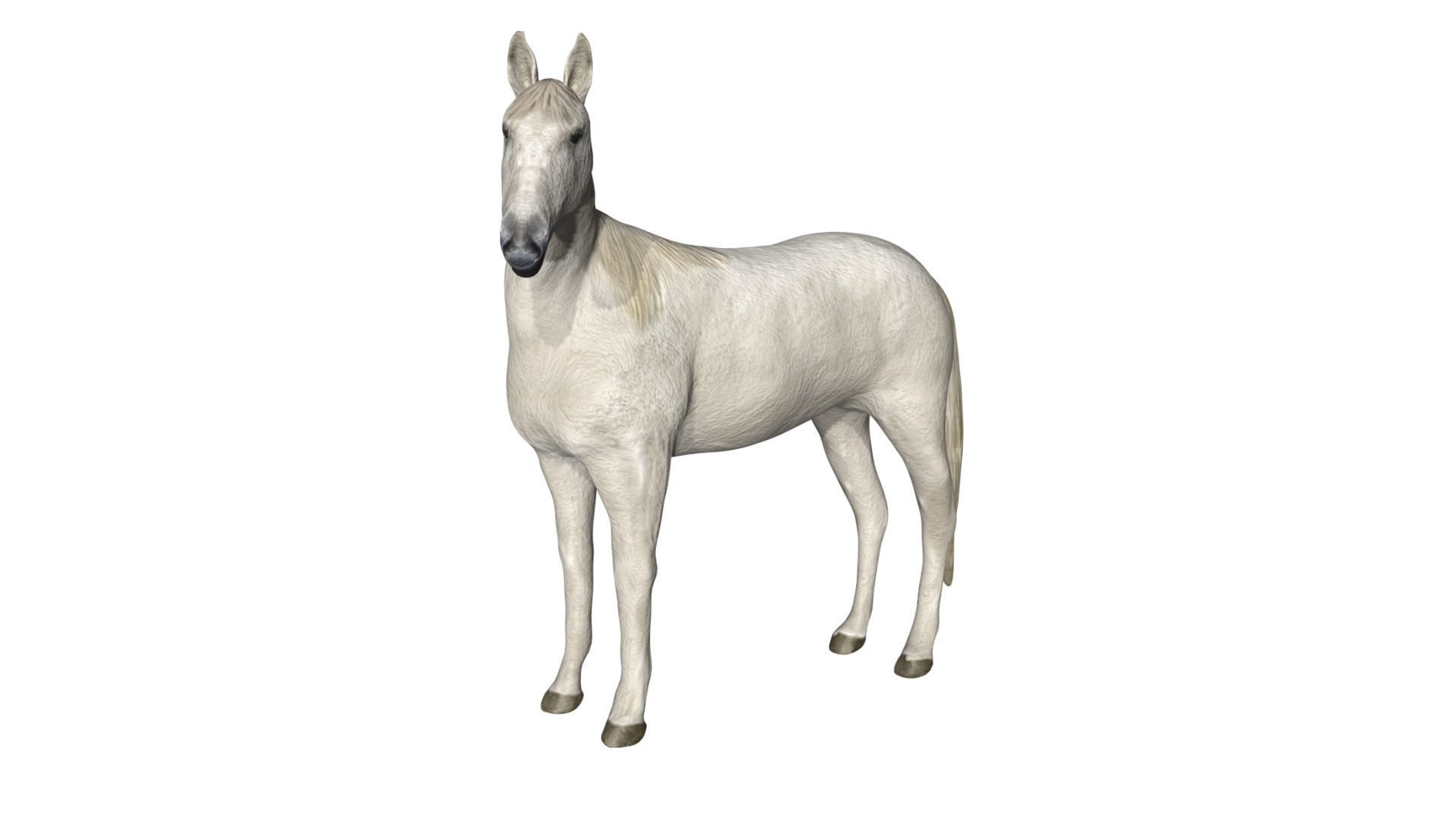 Horse Low-poly 3D model_4