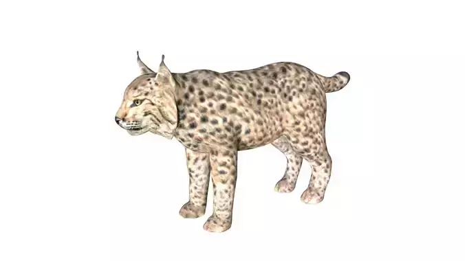 lynx bobcat Low-poly 3D model