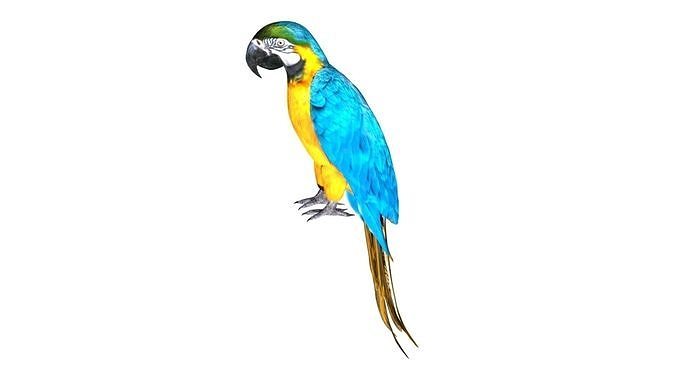 parrot Low-poly 3D model