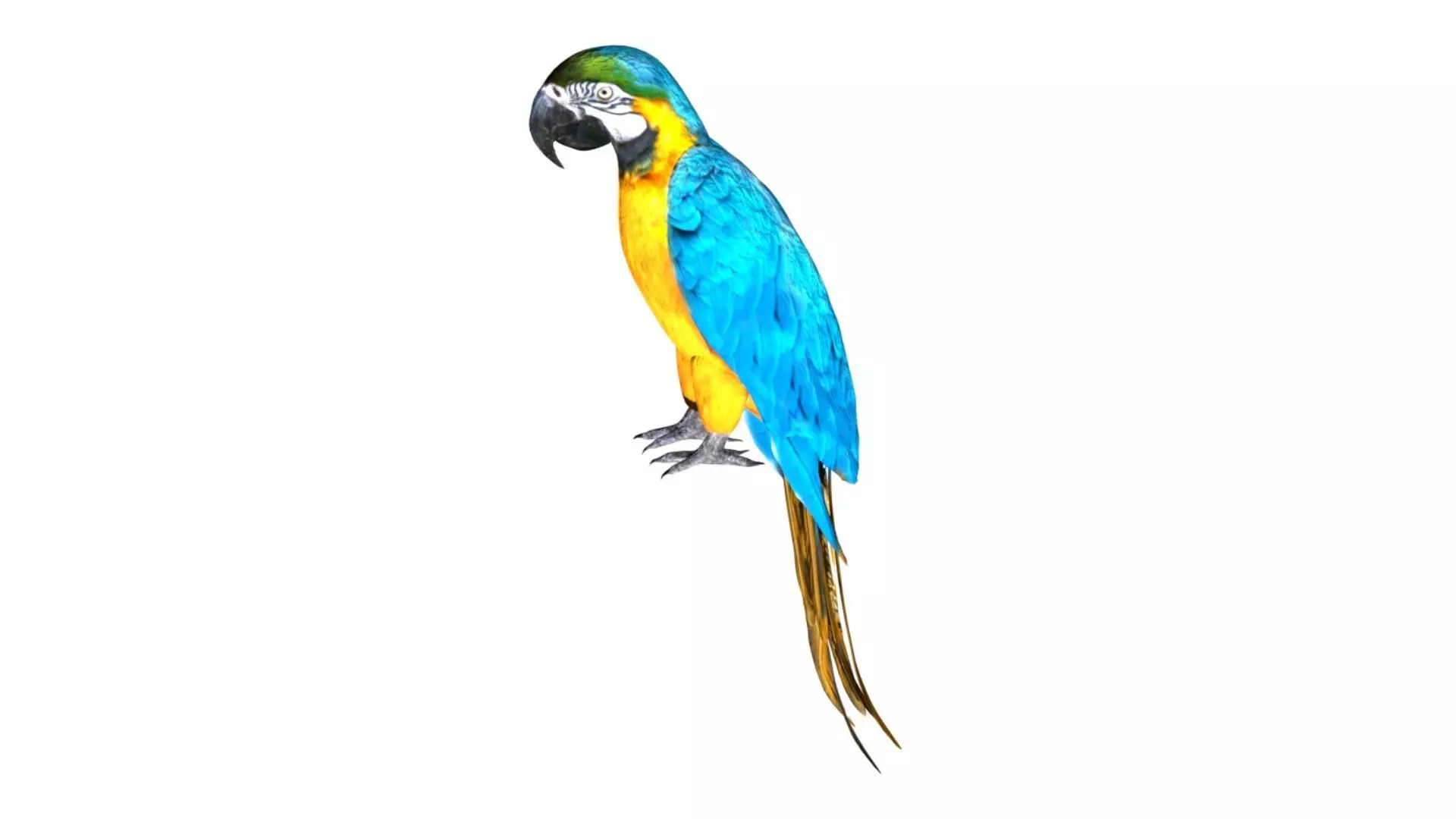 parrot Low-poly 3D model