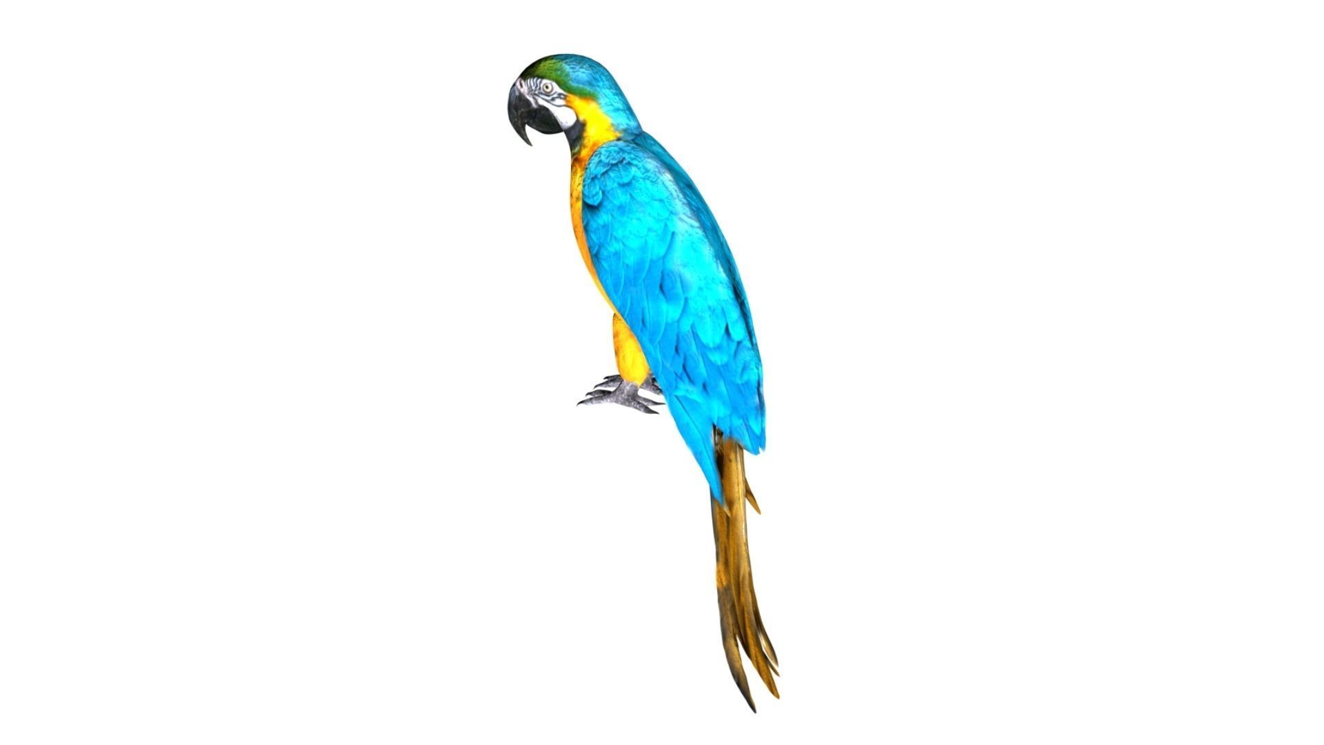 parrot Low-poly 3D model