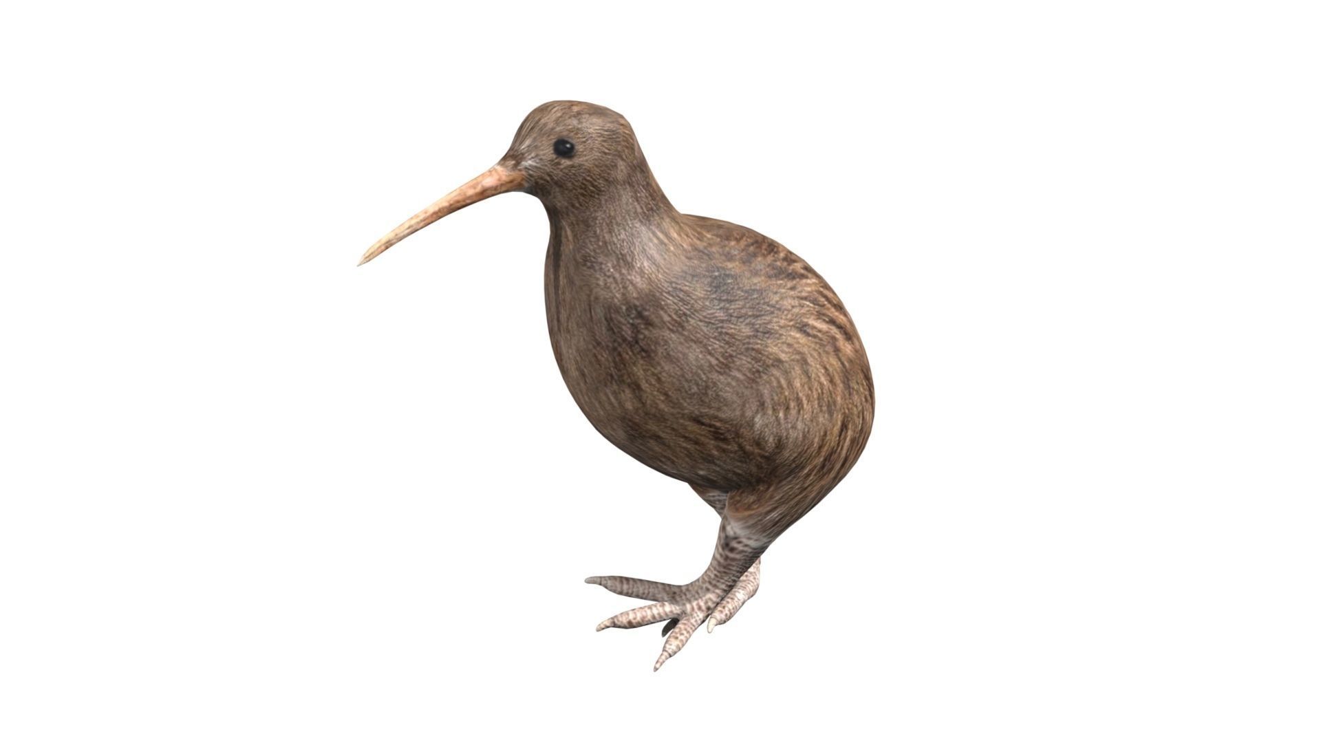 kiwi bird Low-poly 3D model_4