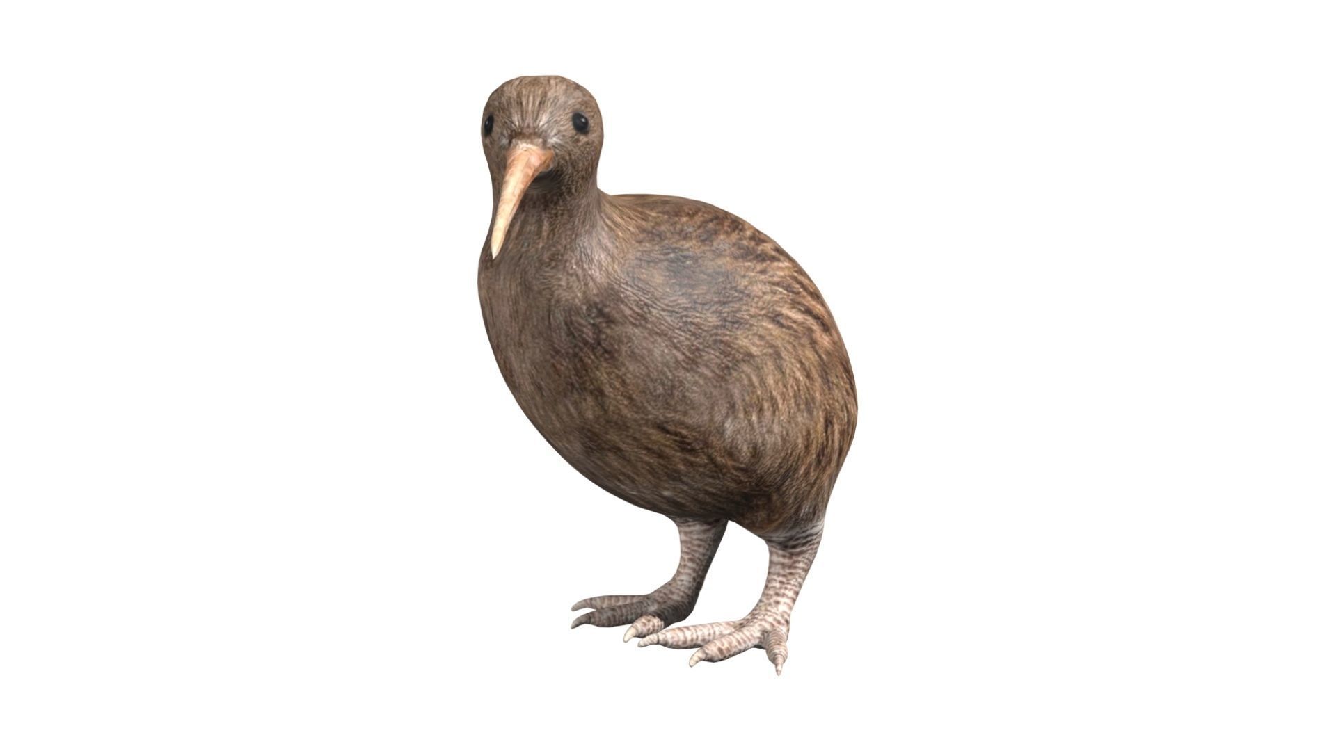 kiwi bird Low-poly 3D model_1