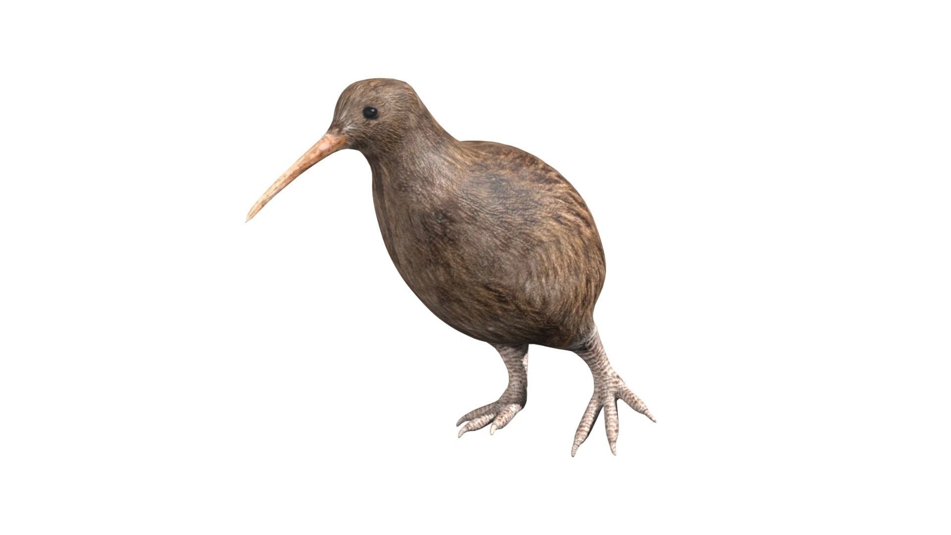 kiwi bird Low-poly 3D model_3