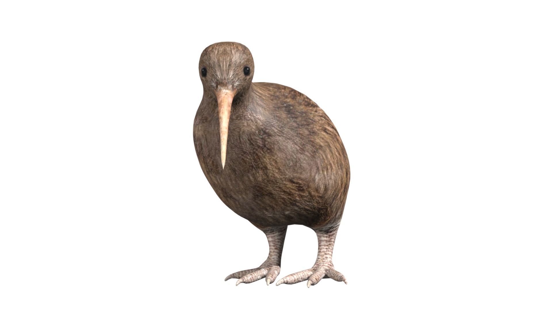 kiwi bird Low-poly 3D model_2