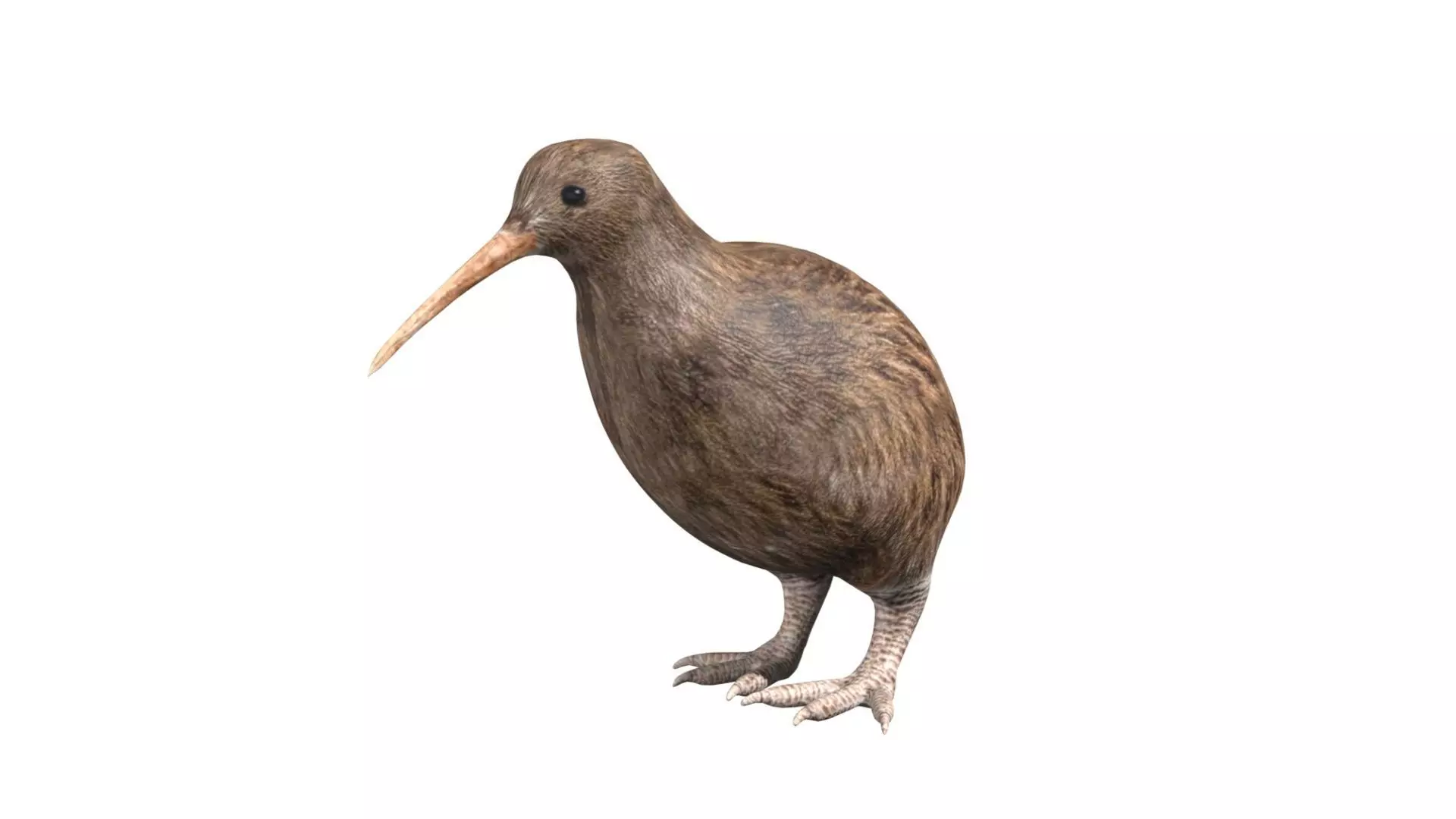 kiwi bird Low-poly 3D model_0
