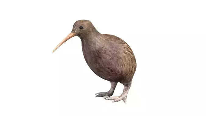 kiwi bird