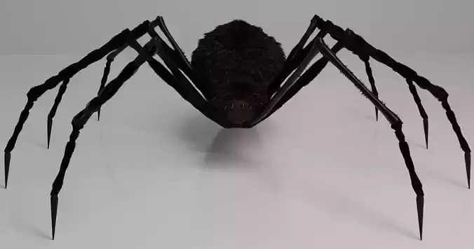 Spider high poly with long legs 3D model