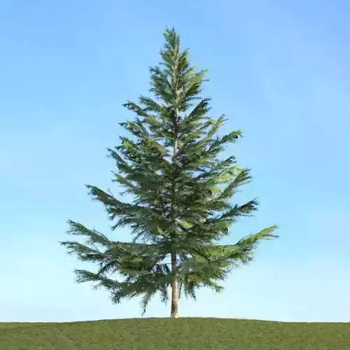 Green Tall Fir